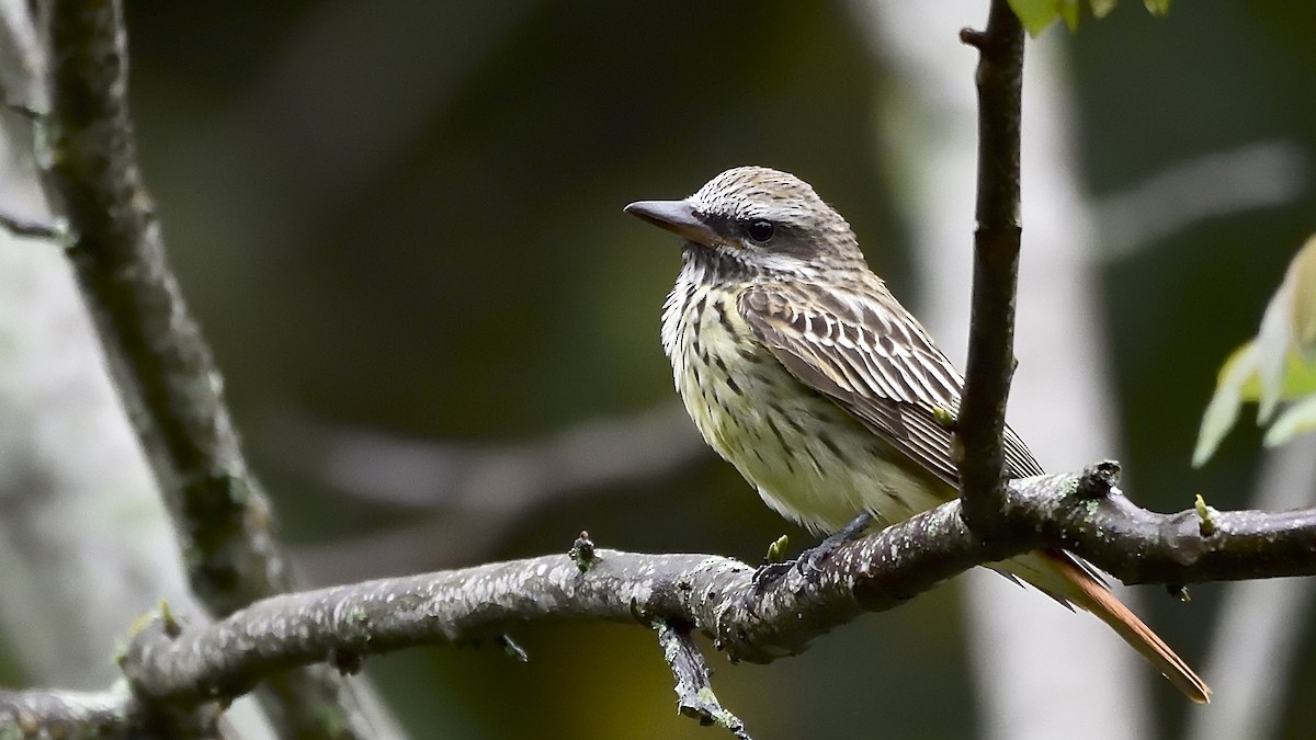 Sulphur-bellied Flycatcher - ML150897711