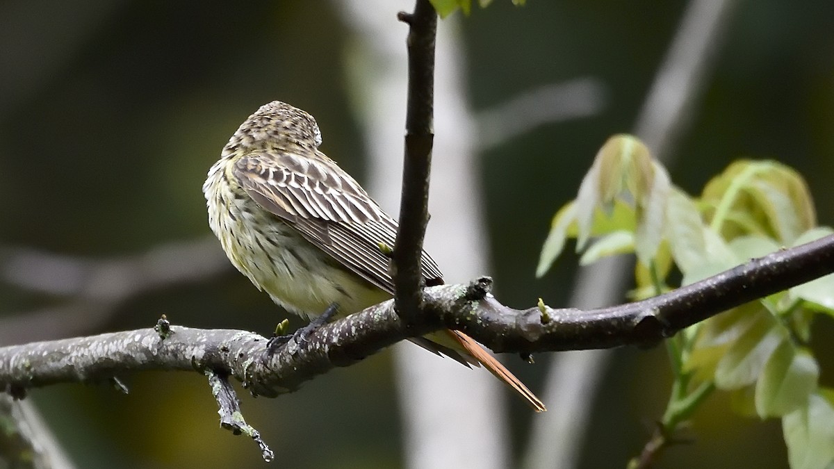 Sulphur-bellied Flycatcher - ML150897721