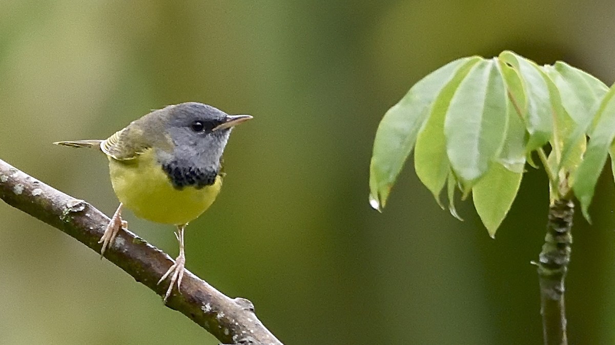 Mourning Warbler - ML150898341