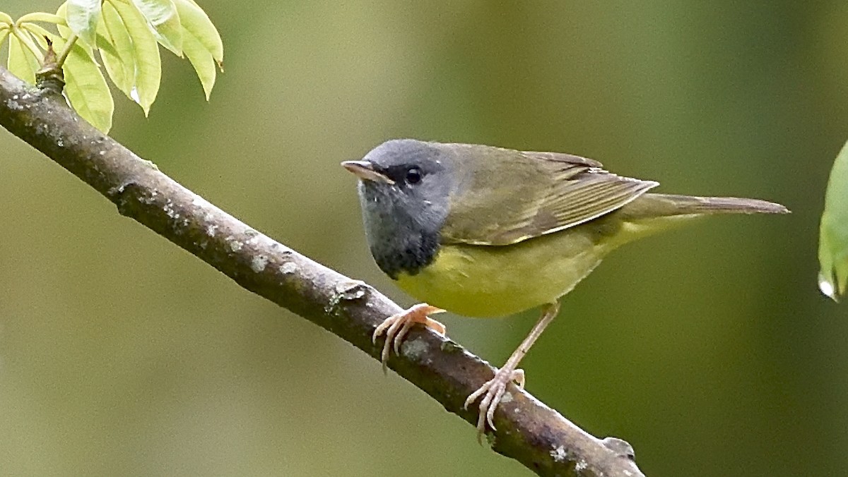 Mourning Warbler - ML150898351