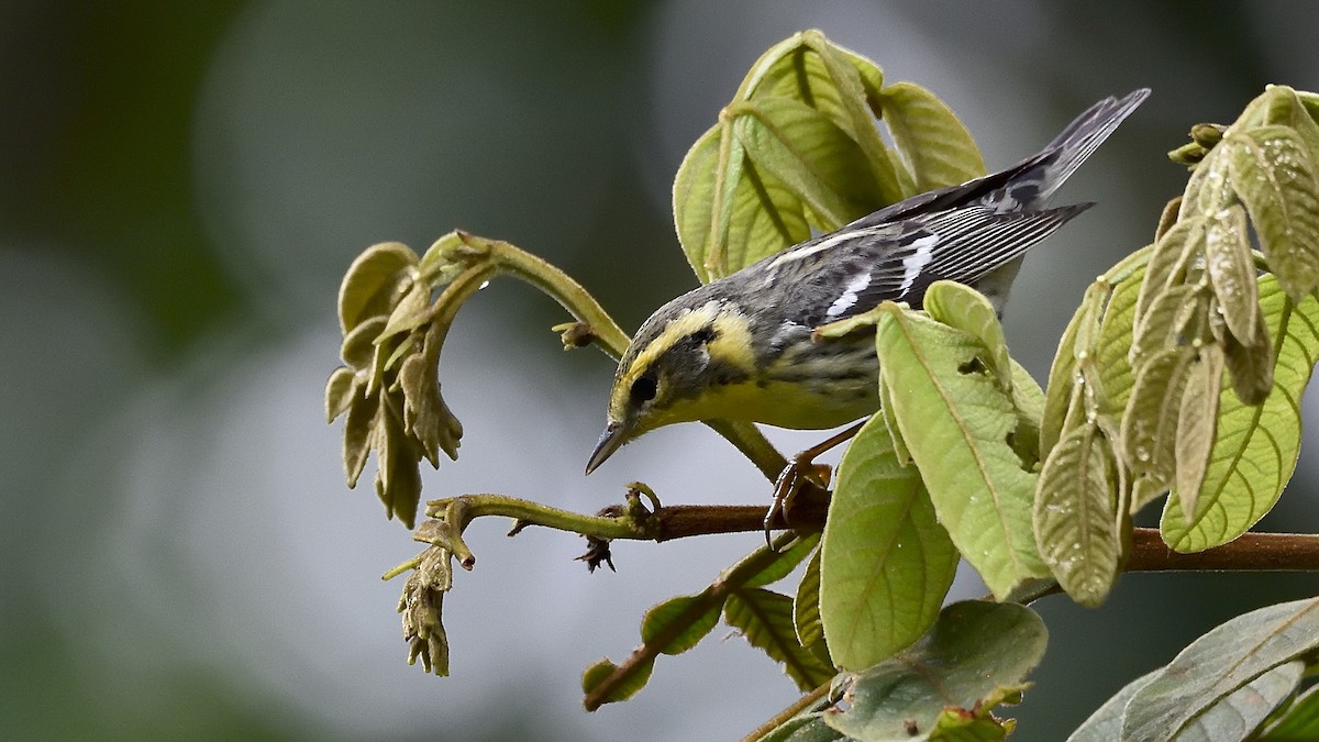 Blackburnian Warbler - ML150898571