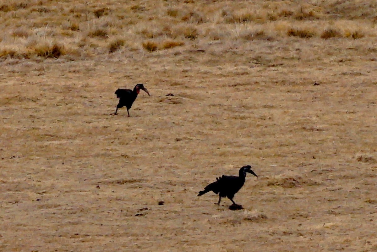 Abyssinian Ground-Hornbill - ML150898791