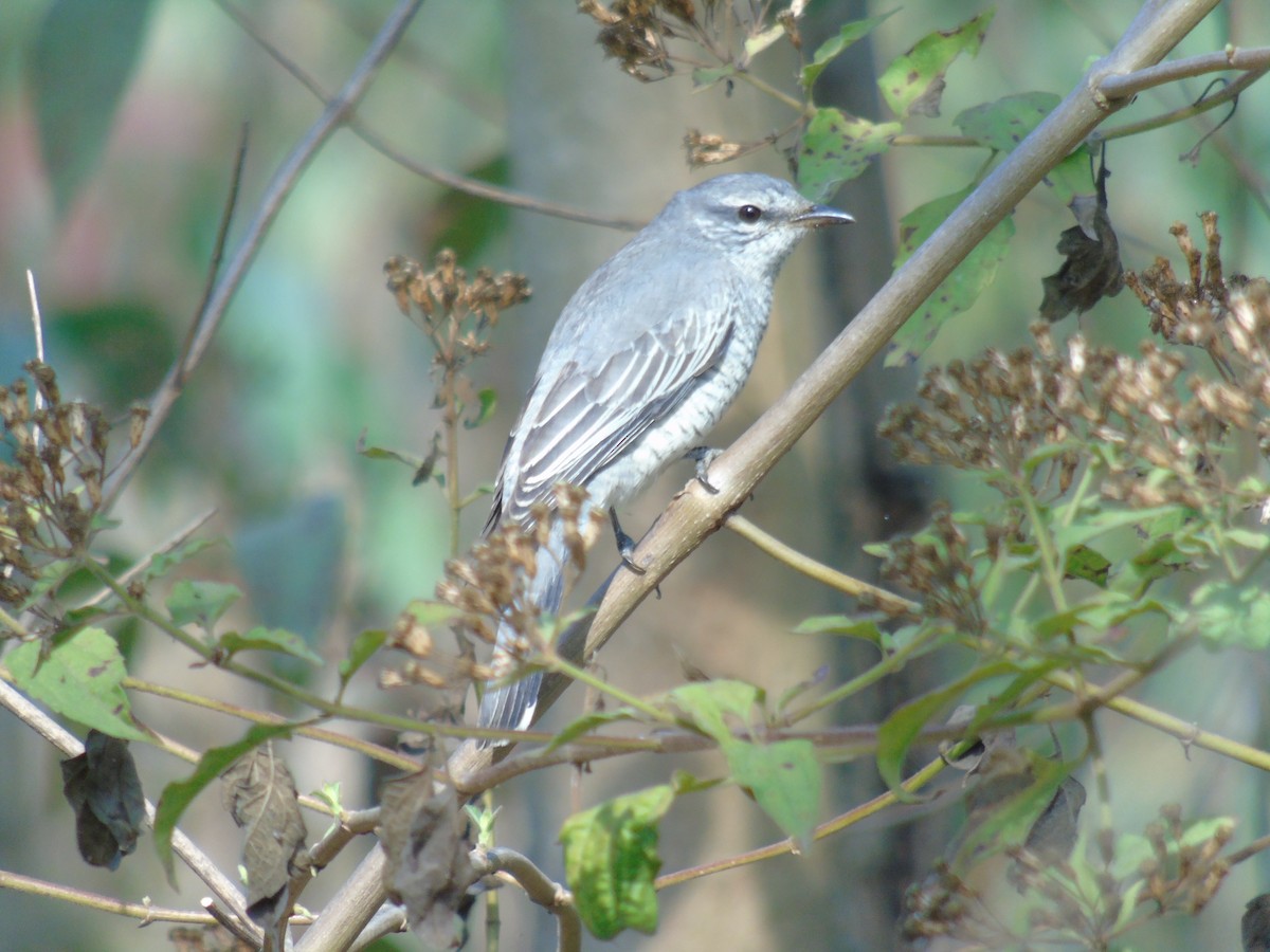 Black-headed Cuckooshrike - ML150898851