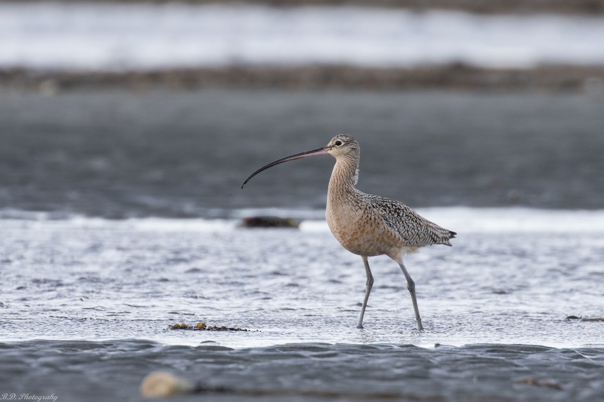 Long-billed Curlew - ML150899801