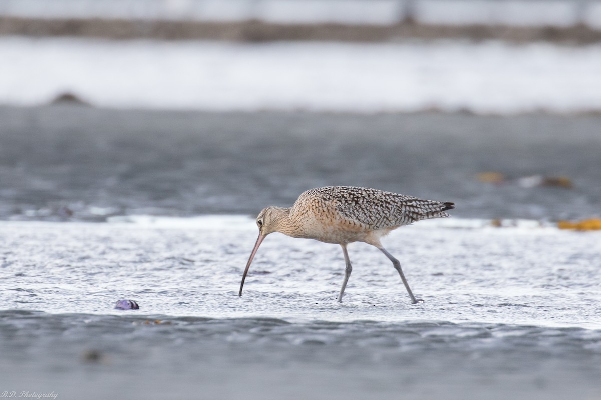 Long-billed Curlew - ML150899821