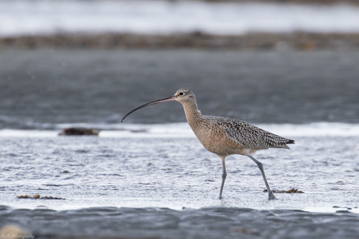 Long-billed Curlew - ML150899851