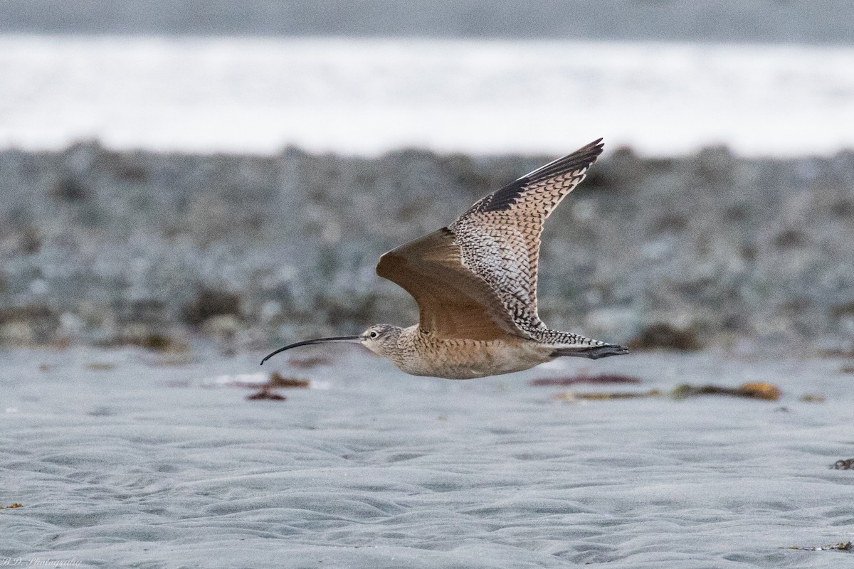 Long-billed Curlew - ML150899861
