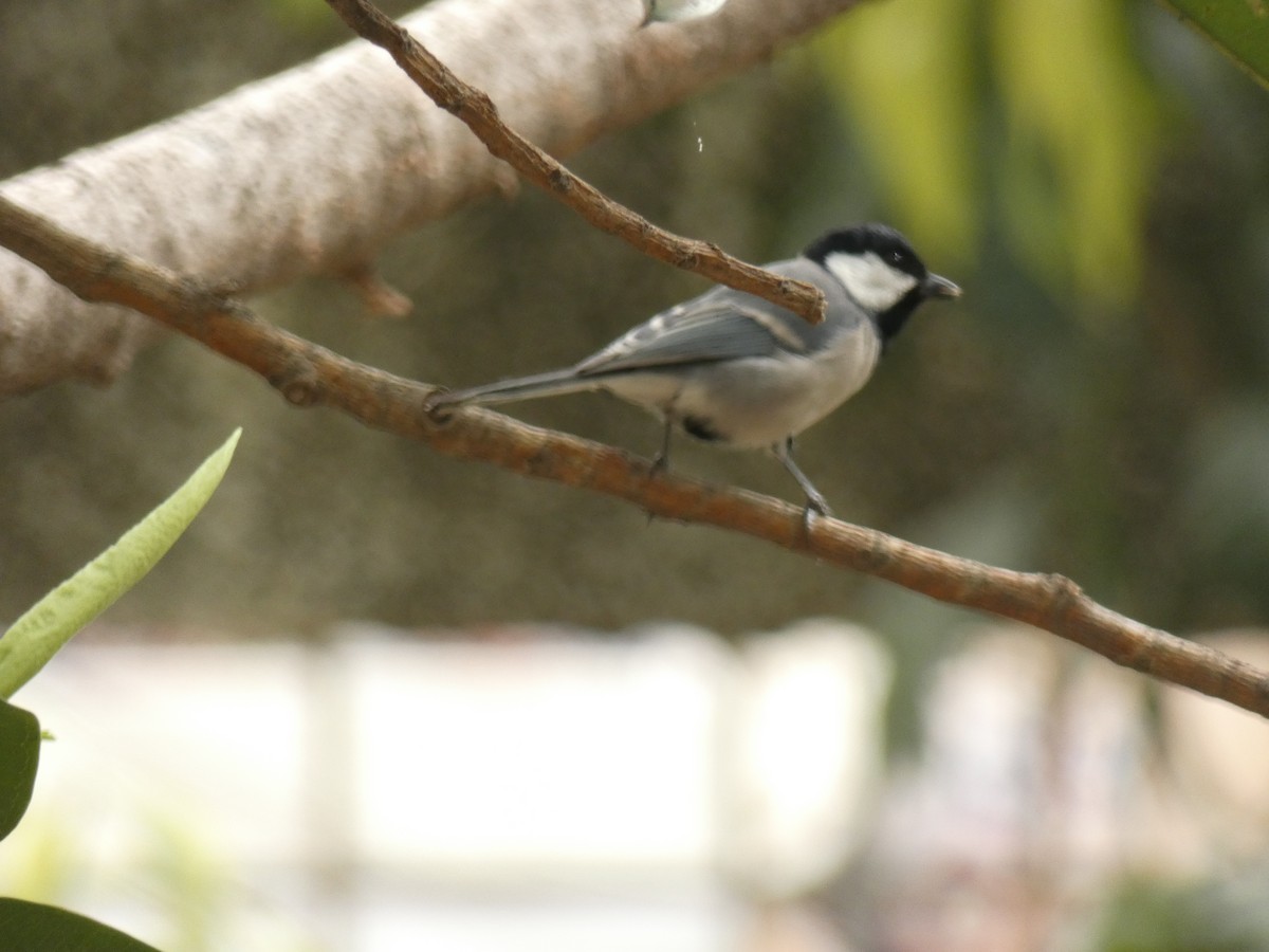 Cinereous Tit - ML150901241