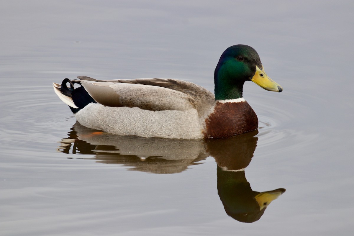 Mallard - Cathy Reader