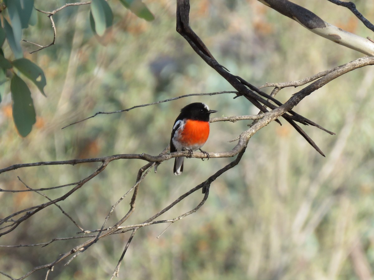 Scarlet Robin - ML150903991