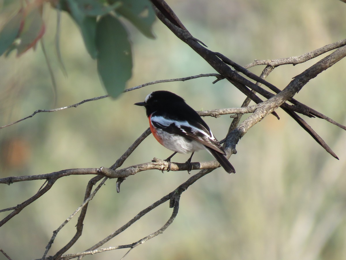 Scarlet Robin - ML150904001