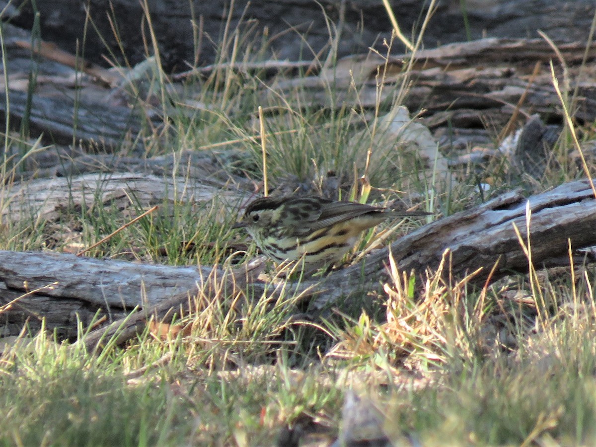 Speckled Warbler - ML150904041