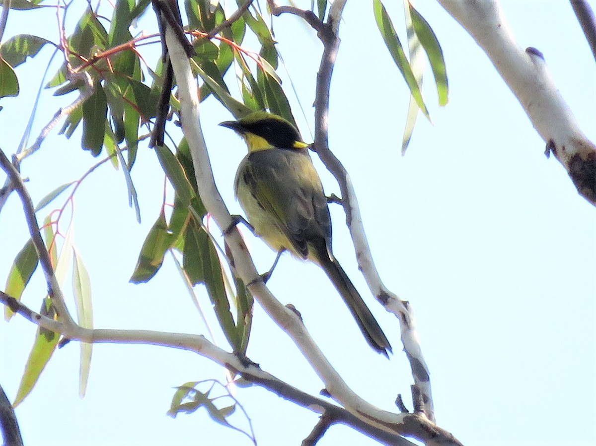 Yellow-tufted Honeyeater - ML150904161