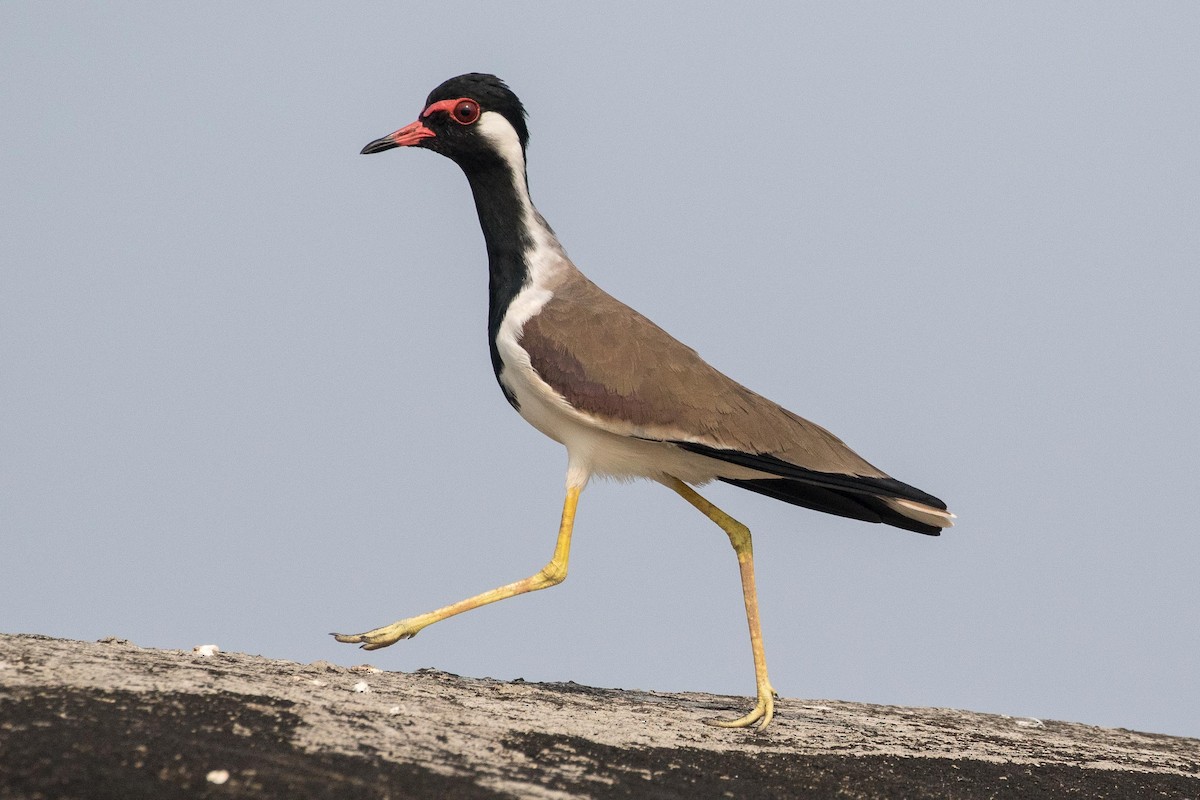 Red-wattled Lapwing - ML150904201