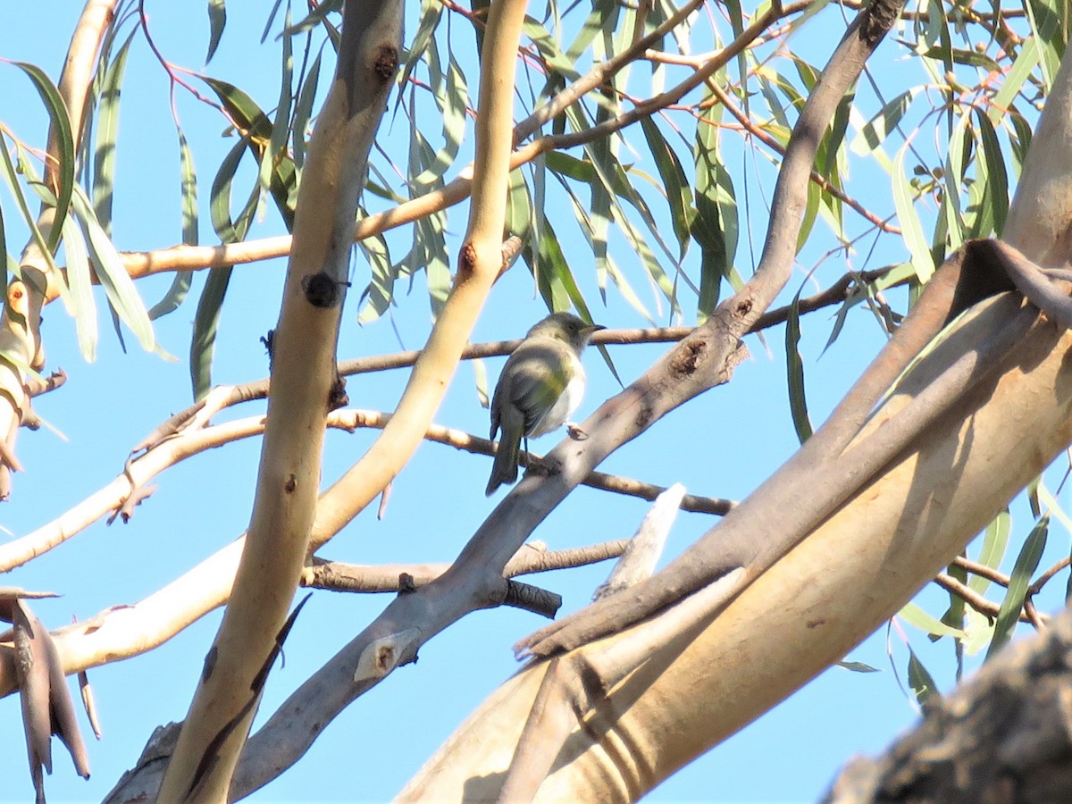 Fuscous Honeyeater - ML150904221