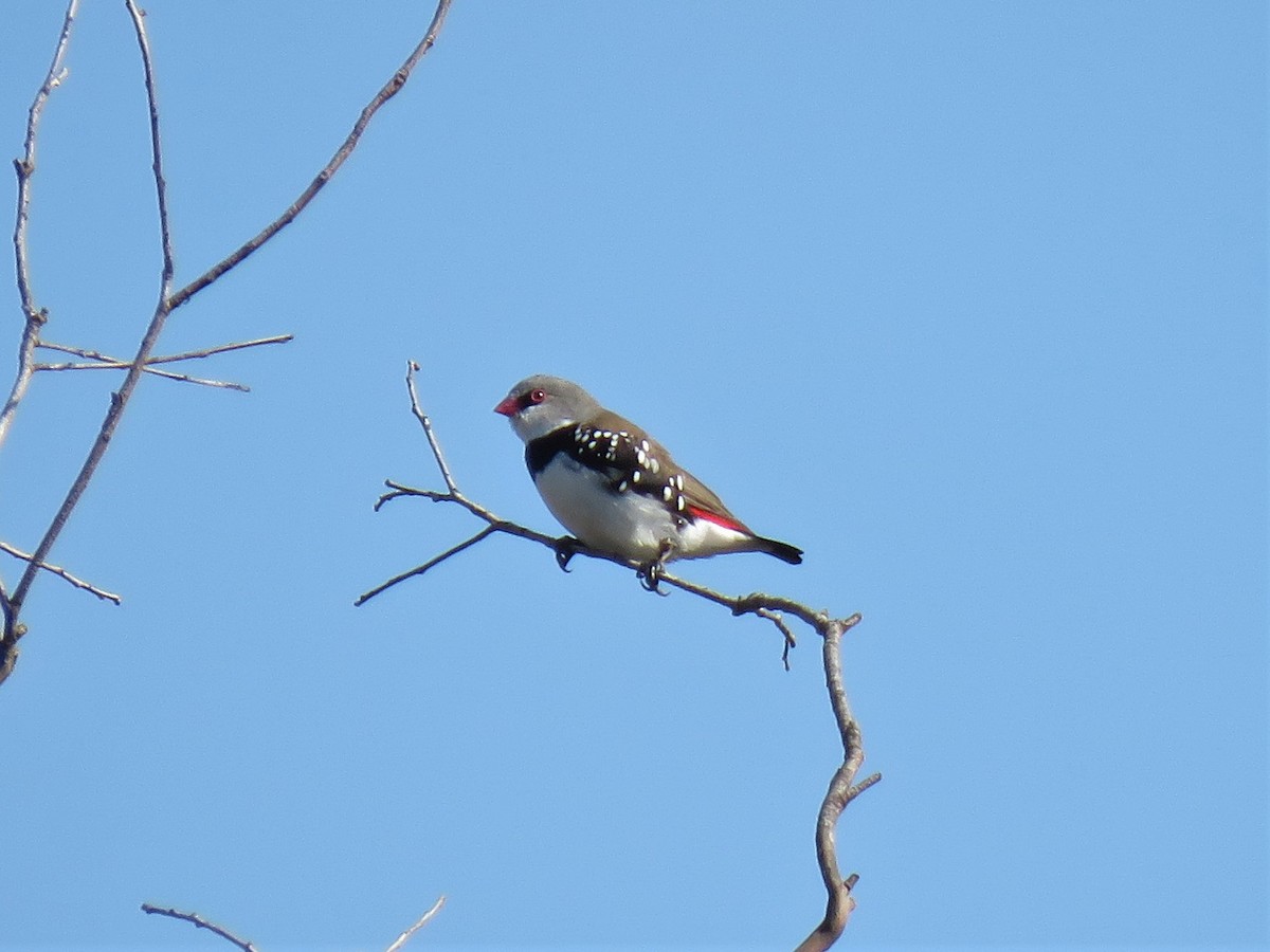 Diamond Firetail - ML150904241