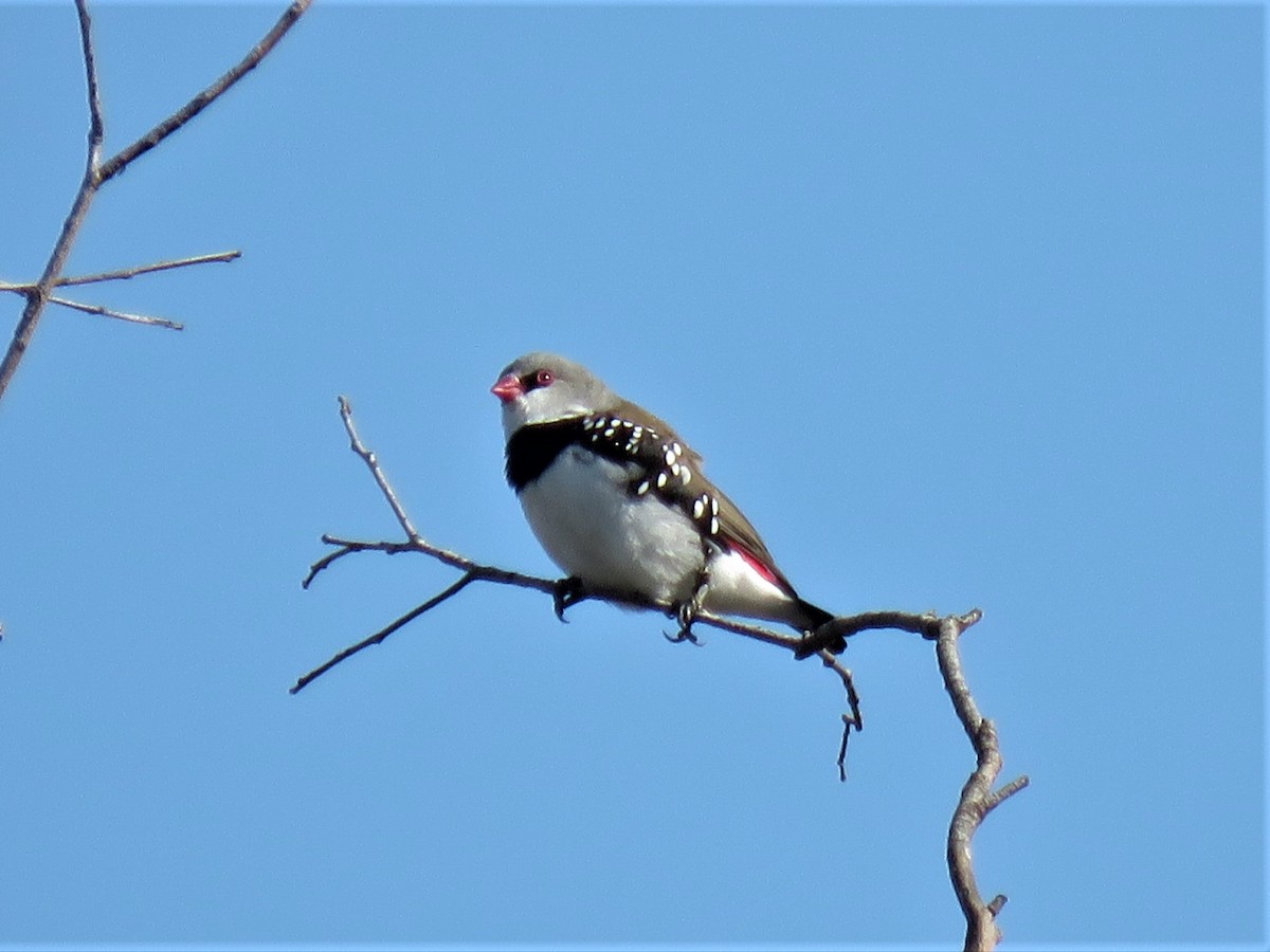 Diamond Firetail - ML150904251
