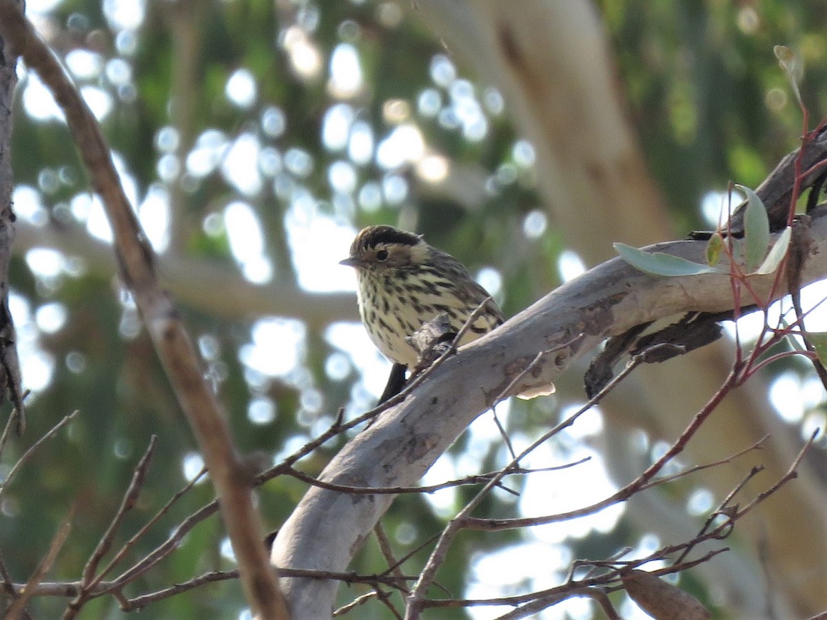 Speckled Warbler - ML150904311