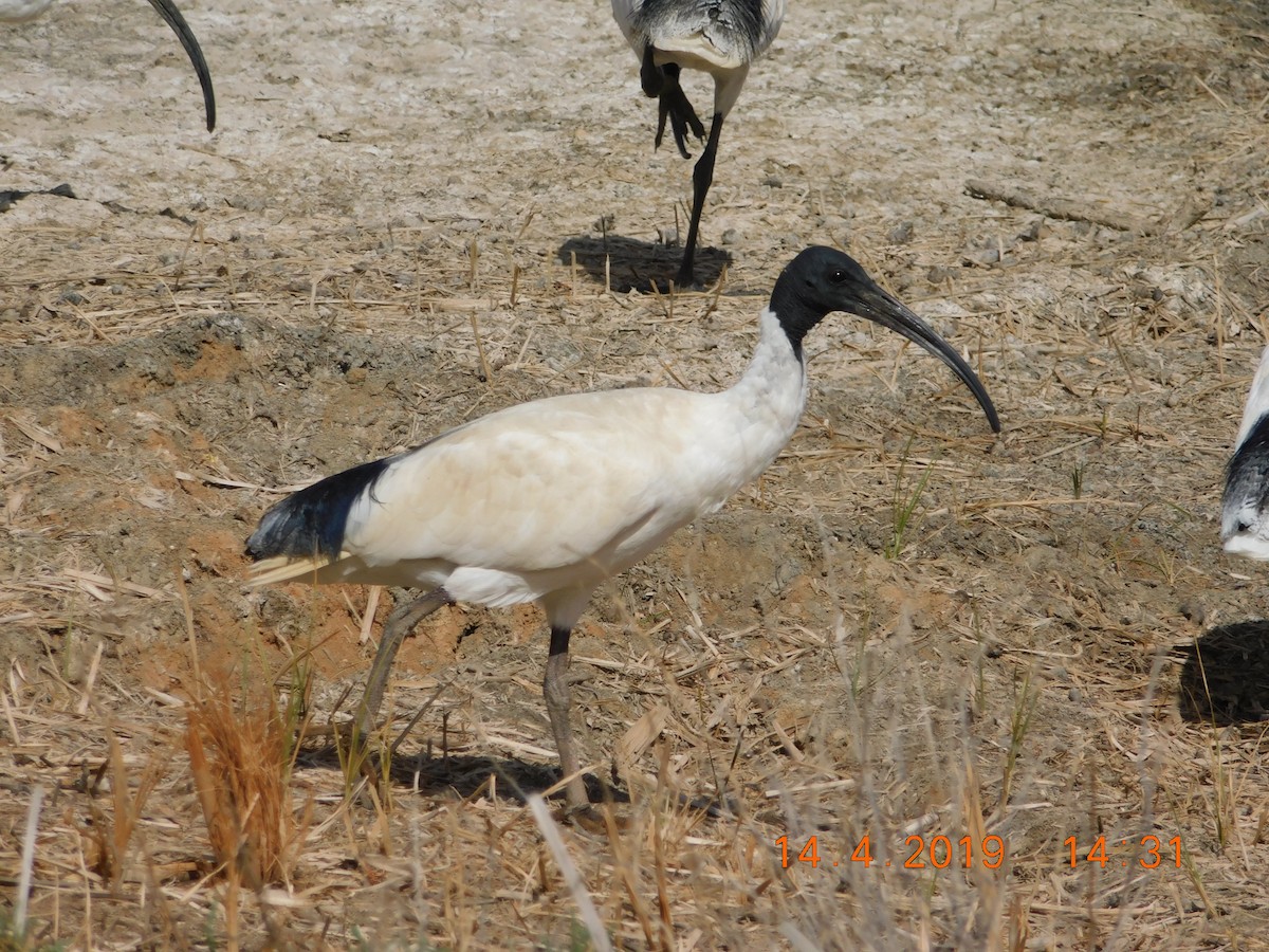 ibis australský - ML150904881