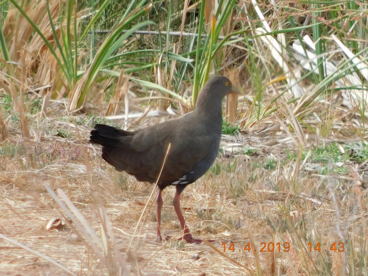 Black-tailed Nativehen - ML150904961