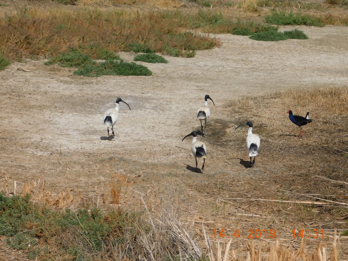 ibis australský - ML150905281