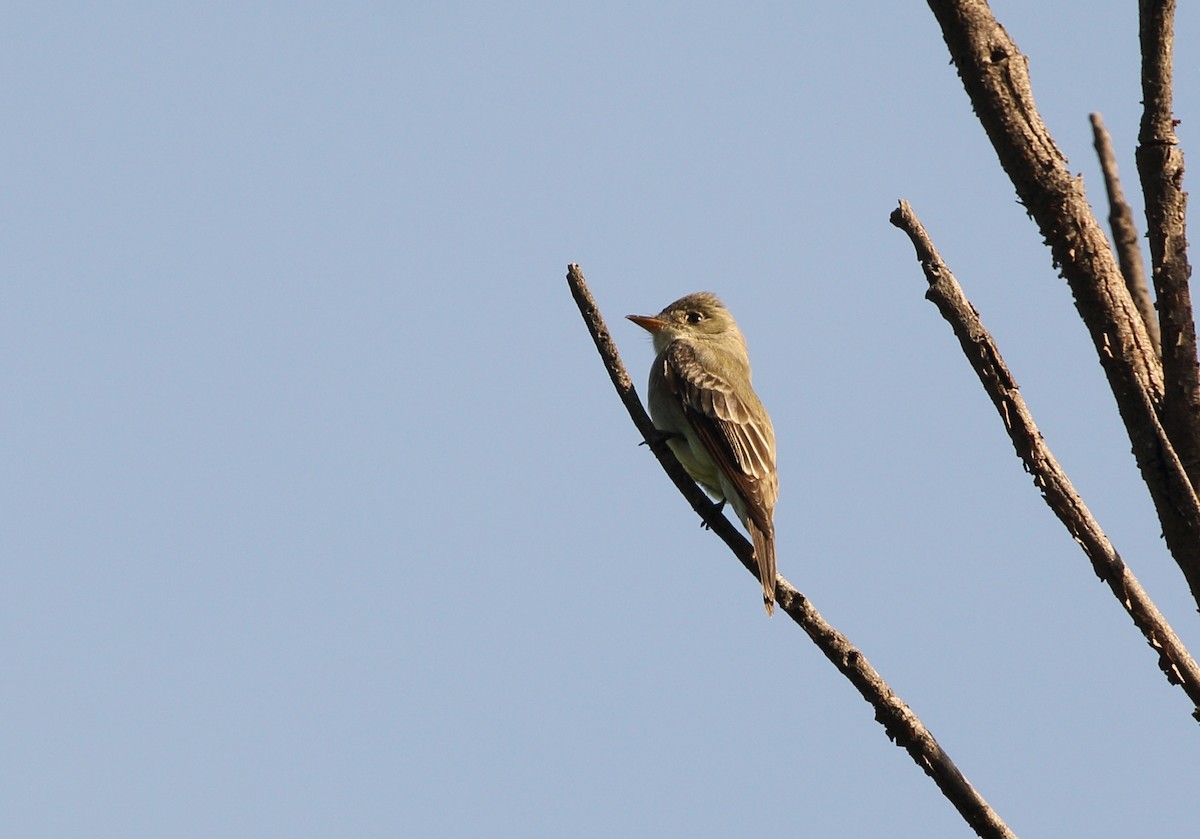 Blasskehl-Schnäppertyrann - ML150905551