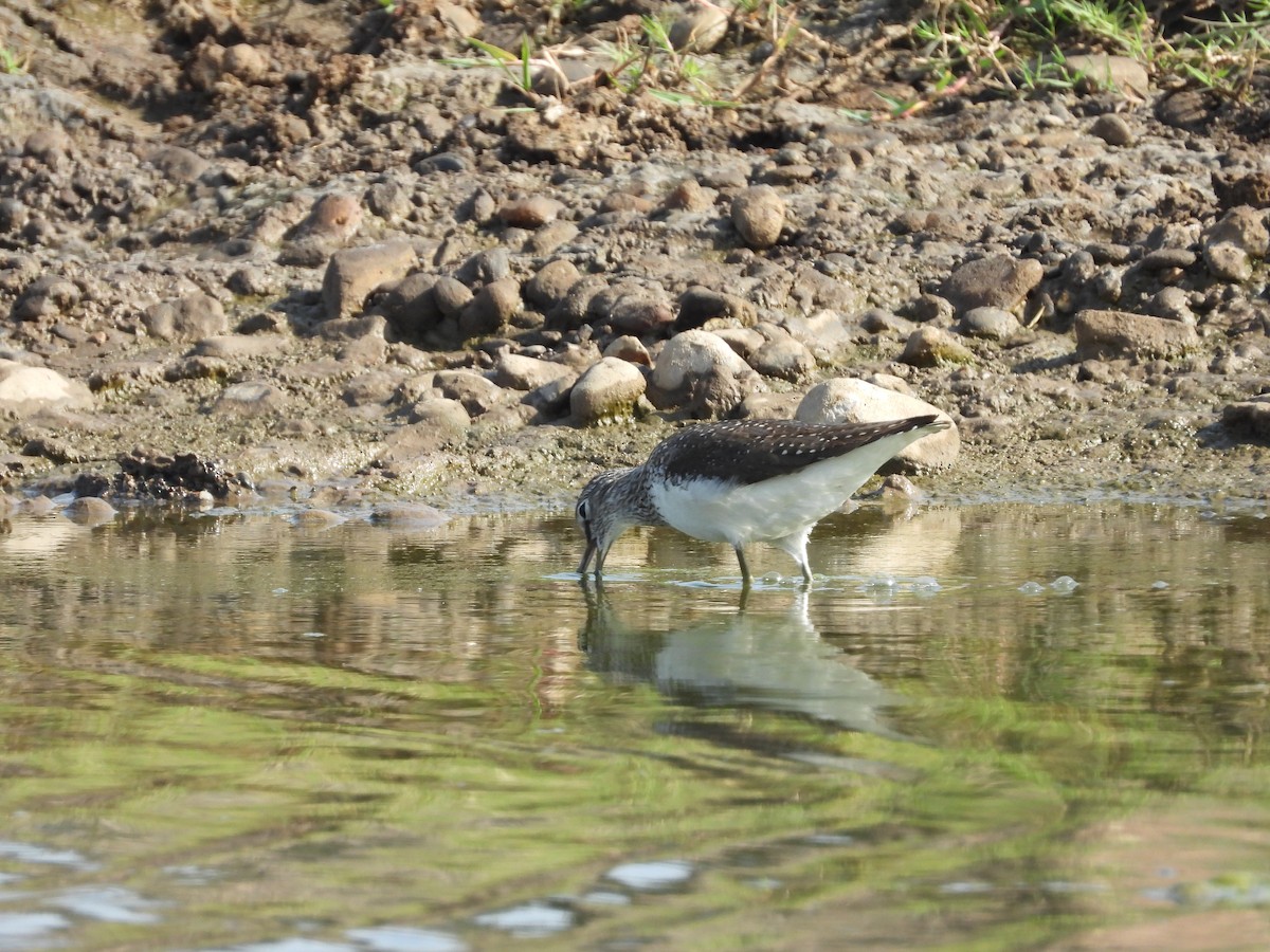 Green Sandpiper - ML150905841