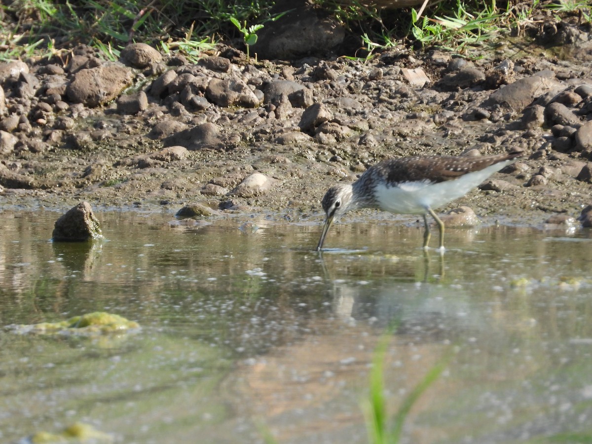 Green Sandpiper - ML150905861