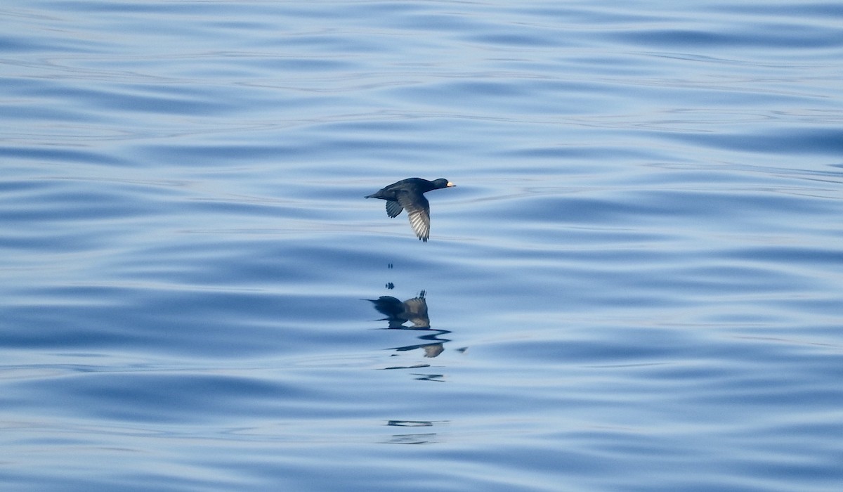 Black Scoter - Noam Markus