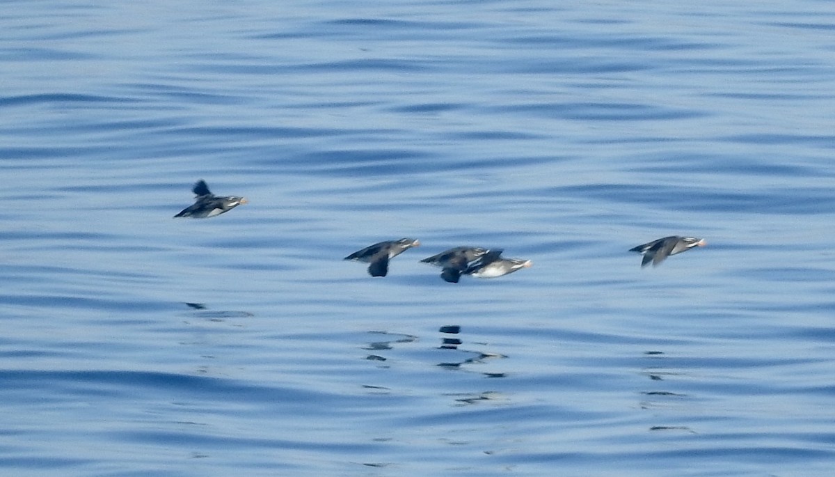 Rhinoceros Auklet - Noam Markus