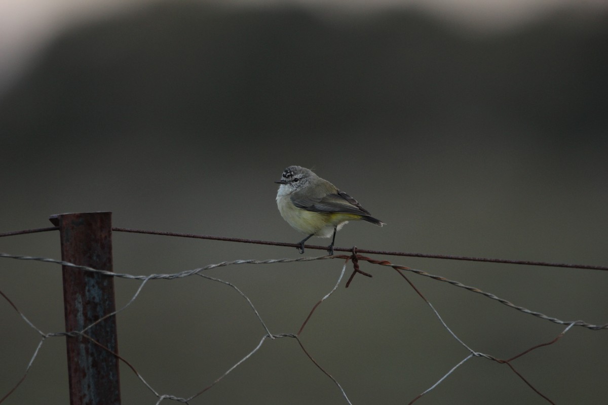 Yellow-rumped Thornbill - ML150906271