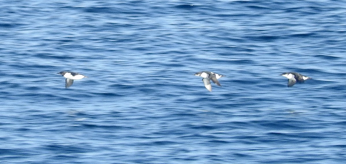 Common Murre - ML150906281