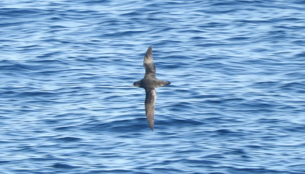 Short-tailed Shearwater - ML150906301