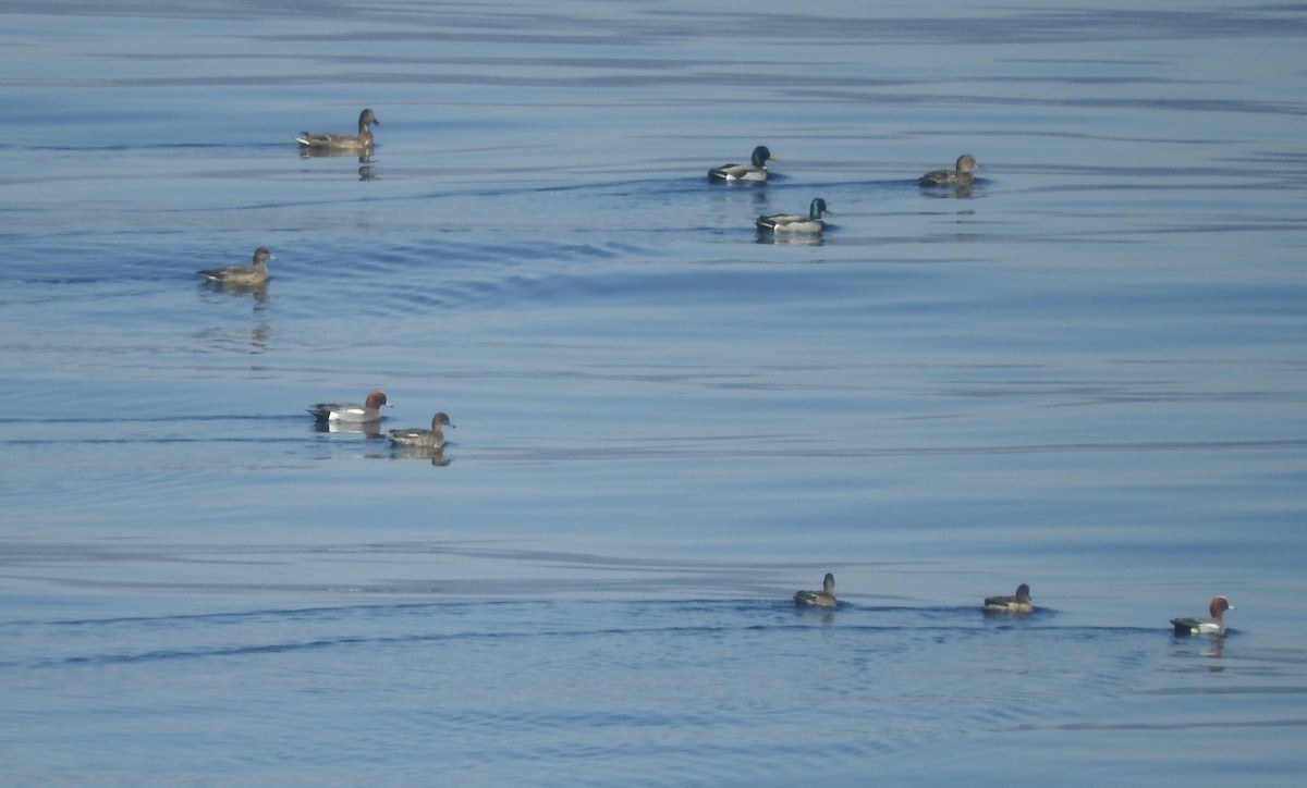 Eurasian Wigeon - Noam Markus