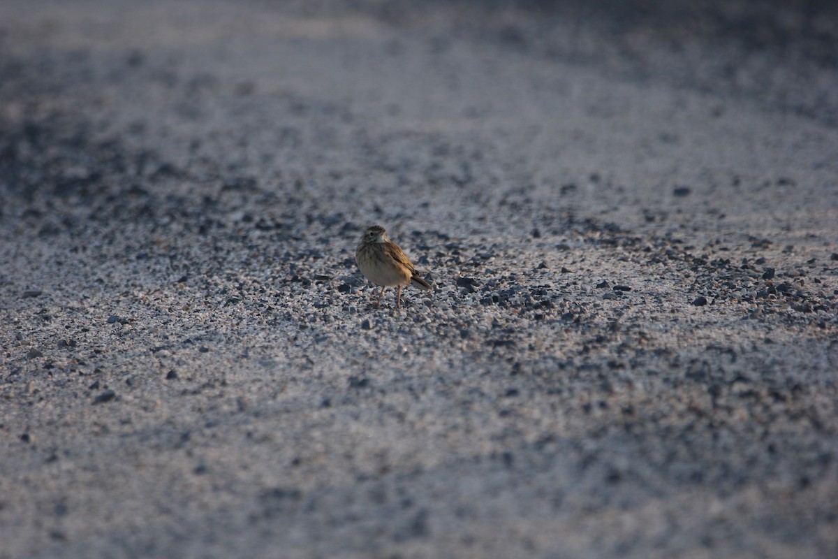 Australian Pipit - ML150907051