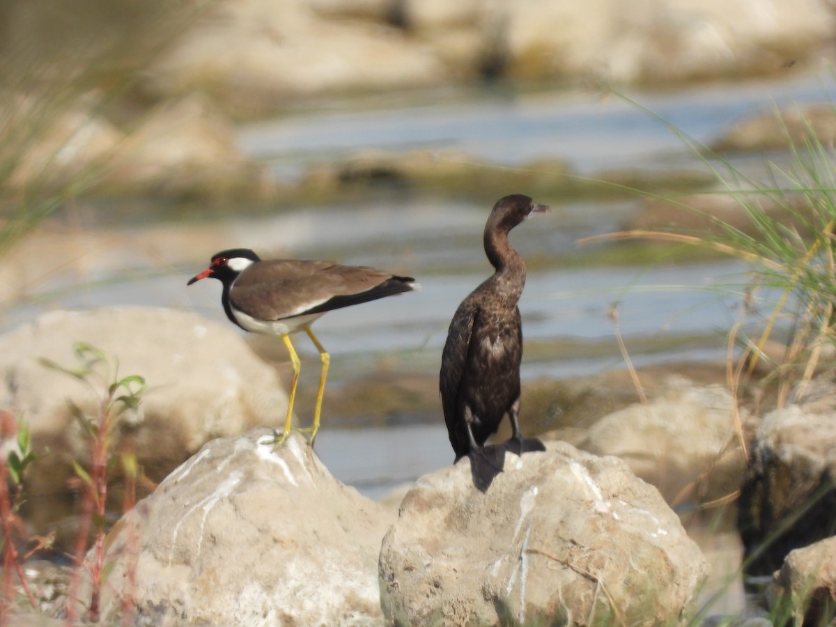 Little Cormorant - ML150907221