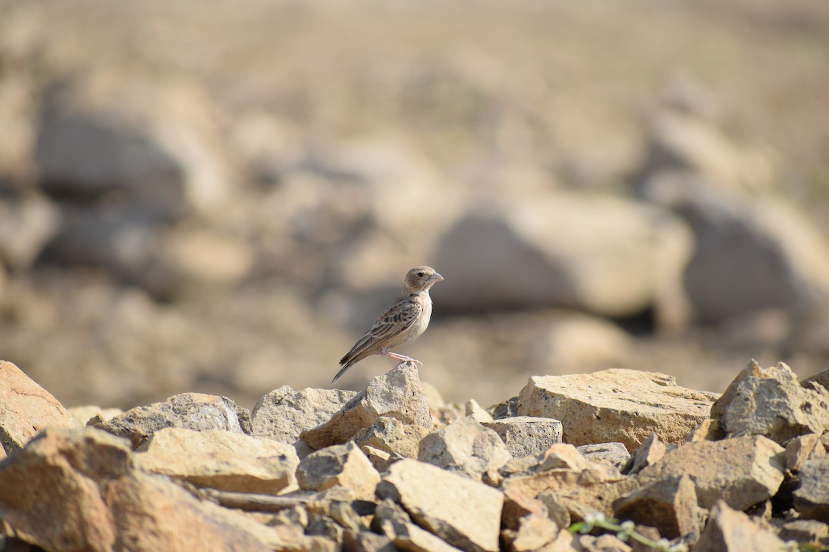 Ashy-crowned Sparrow-Lark - ML150910041