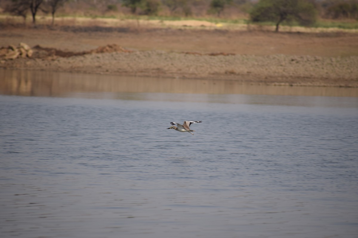 Great Thick-knee - ML150910191