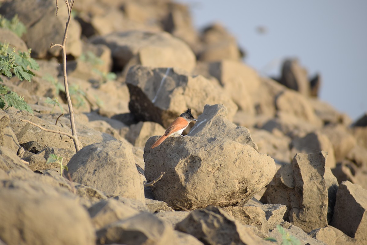 Indian Paradise-Flycatcher - ML150910601