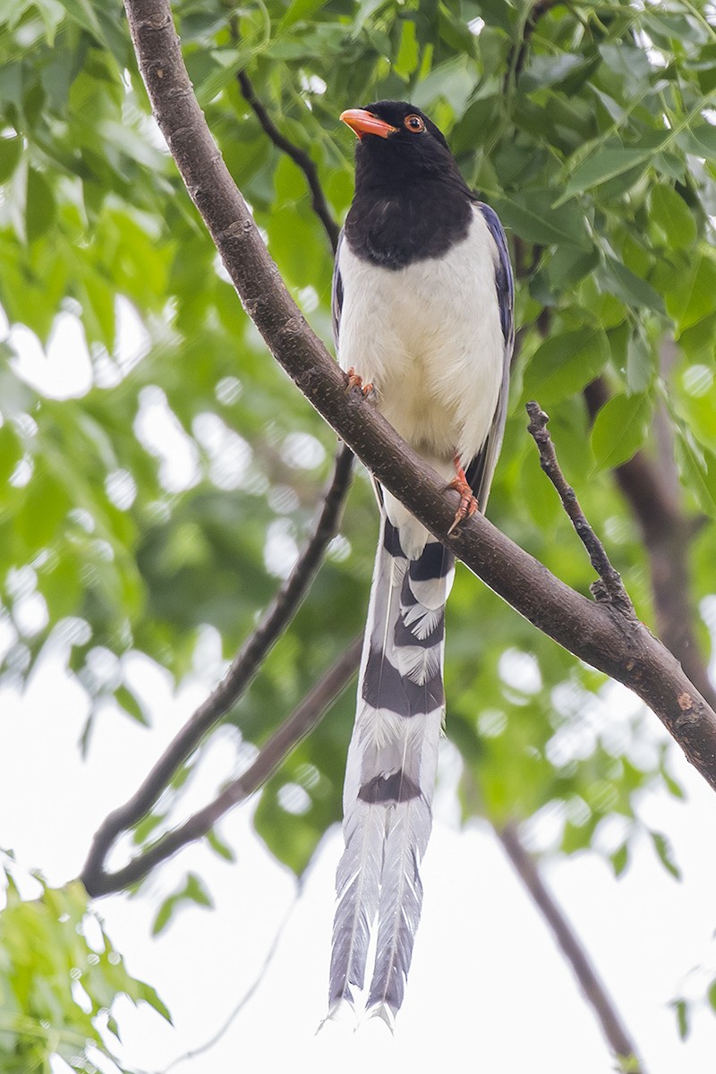 Red-billed Blue-Magpie - ML150913251