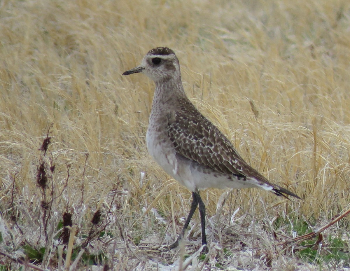 American Golden-Plover - ML150915201