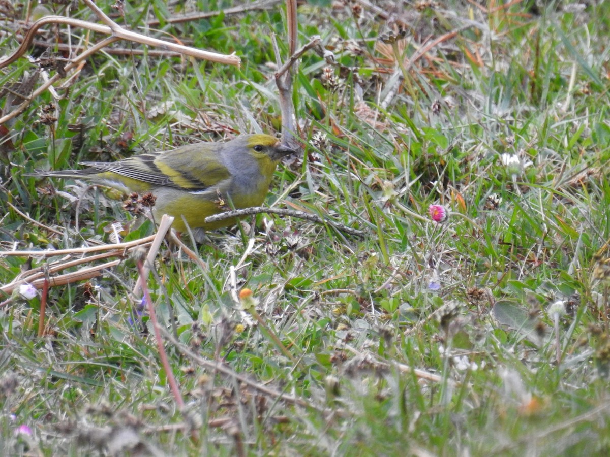 Citril Finch - Jon Iratzagorria Garay