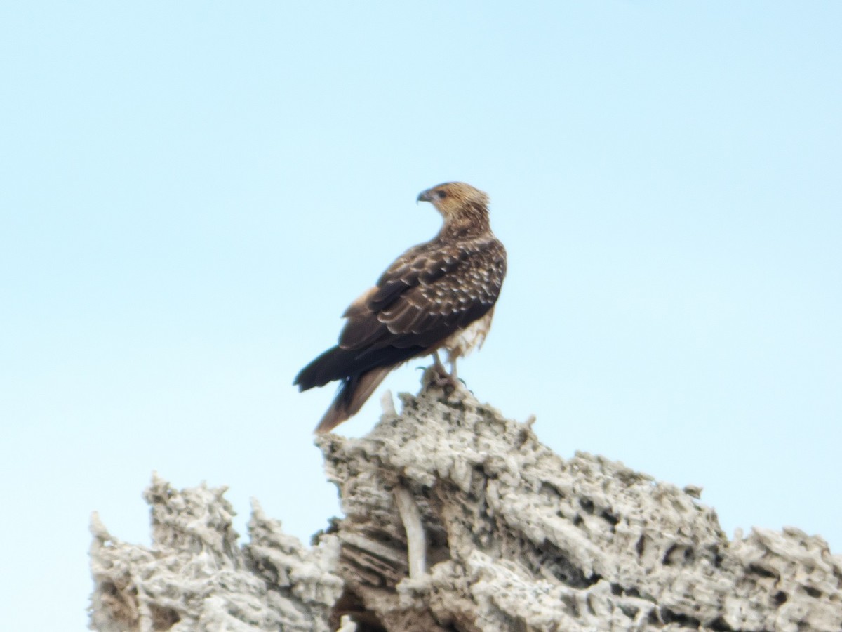 Whistling Kite - ML150917441