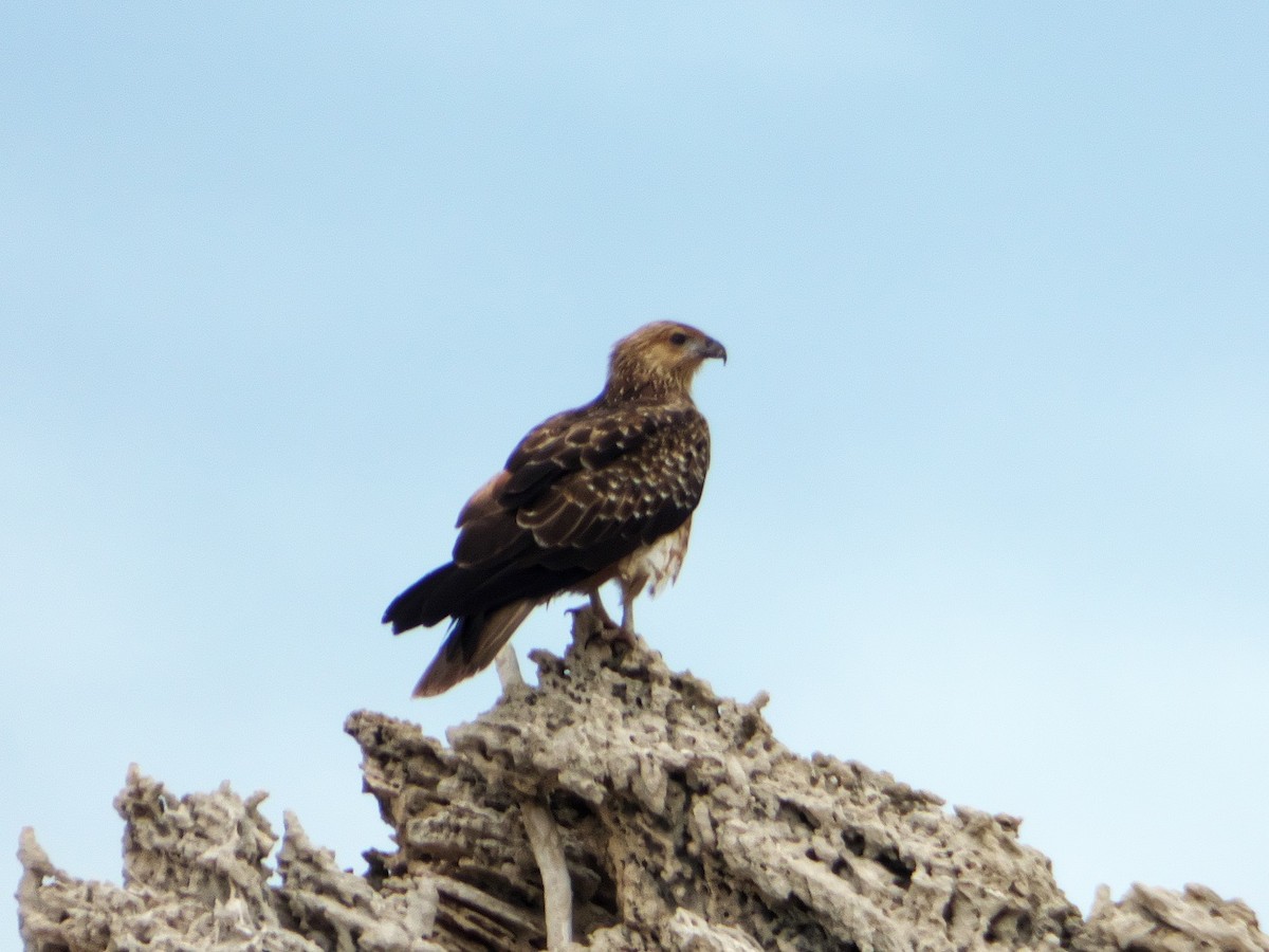 Whistling Kite - ML150917451