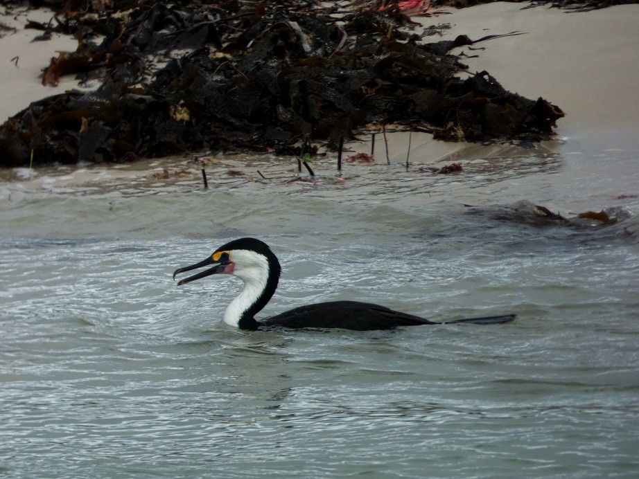Pied Cormorant - ML150917471