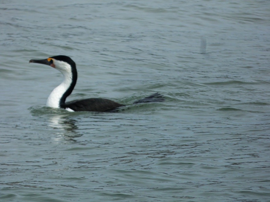 Pied Cormorant - ML150917481