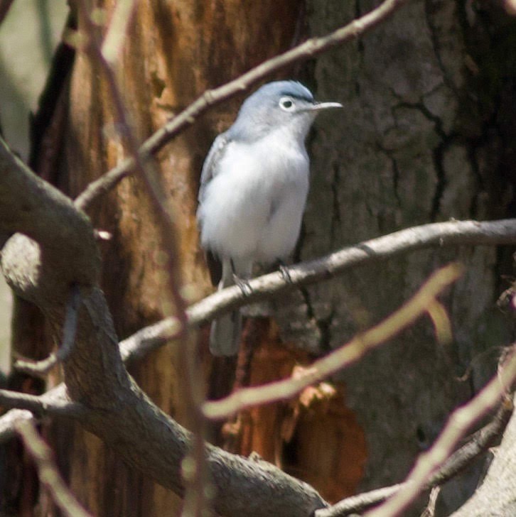 Blue-gray Gnatcatcher - ML150922521