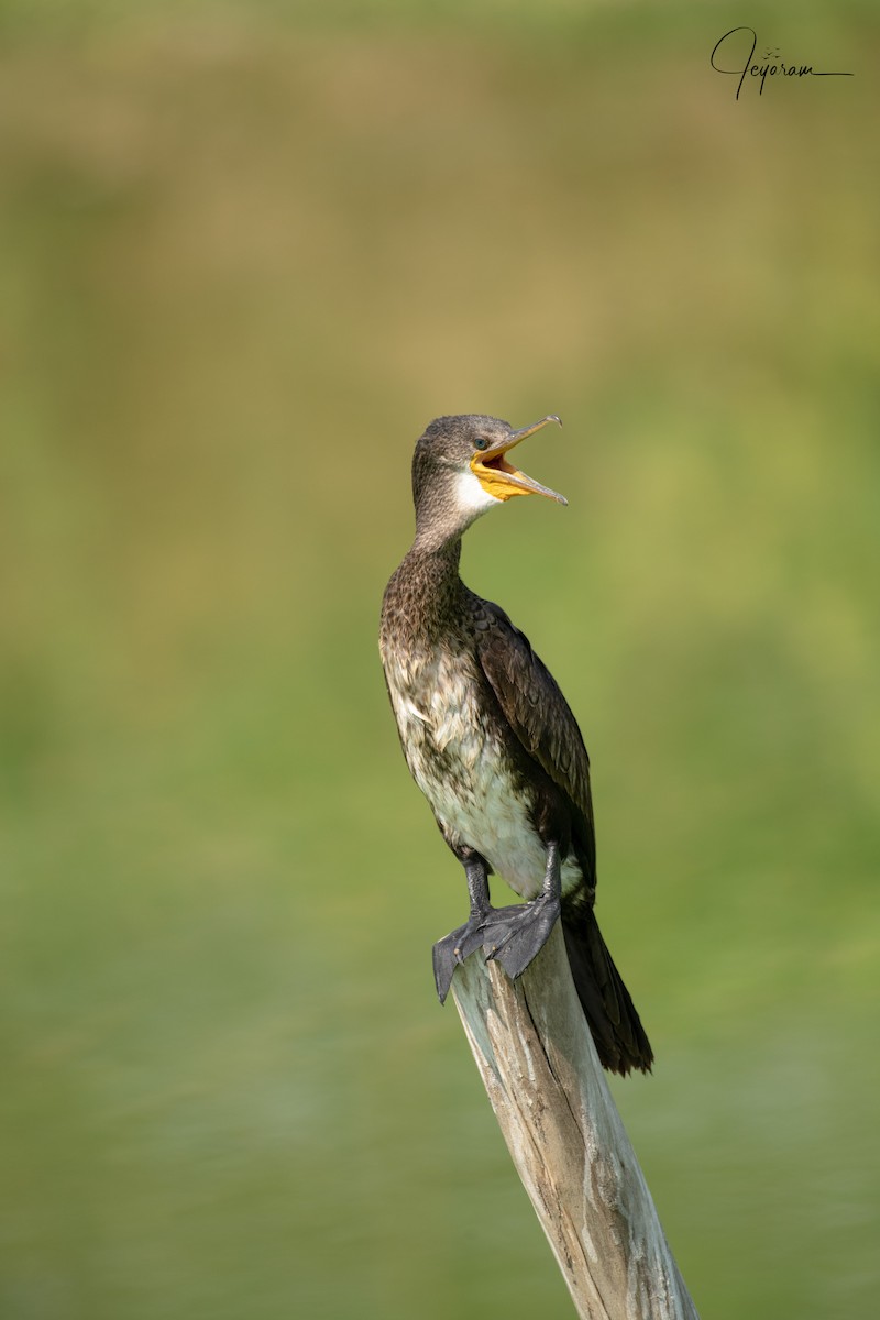 Indian Cormorant - Jeyaramsankar Gurusamy