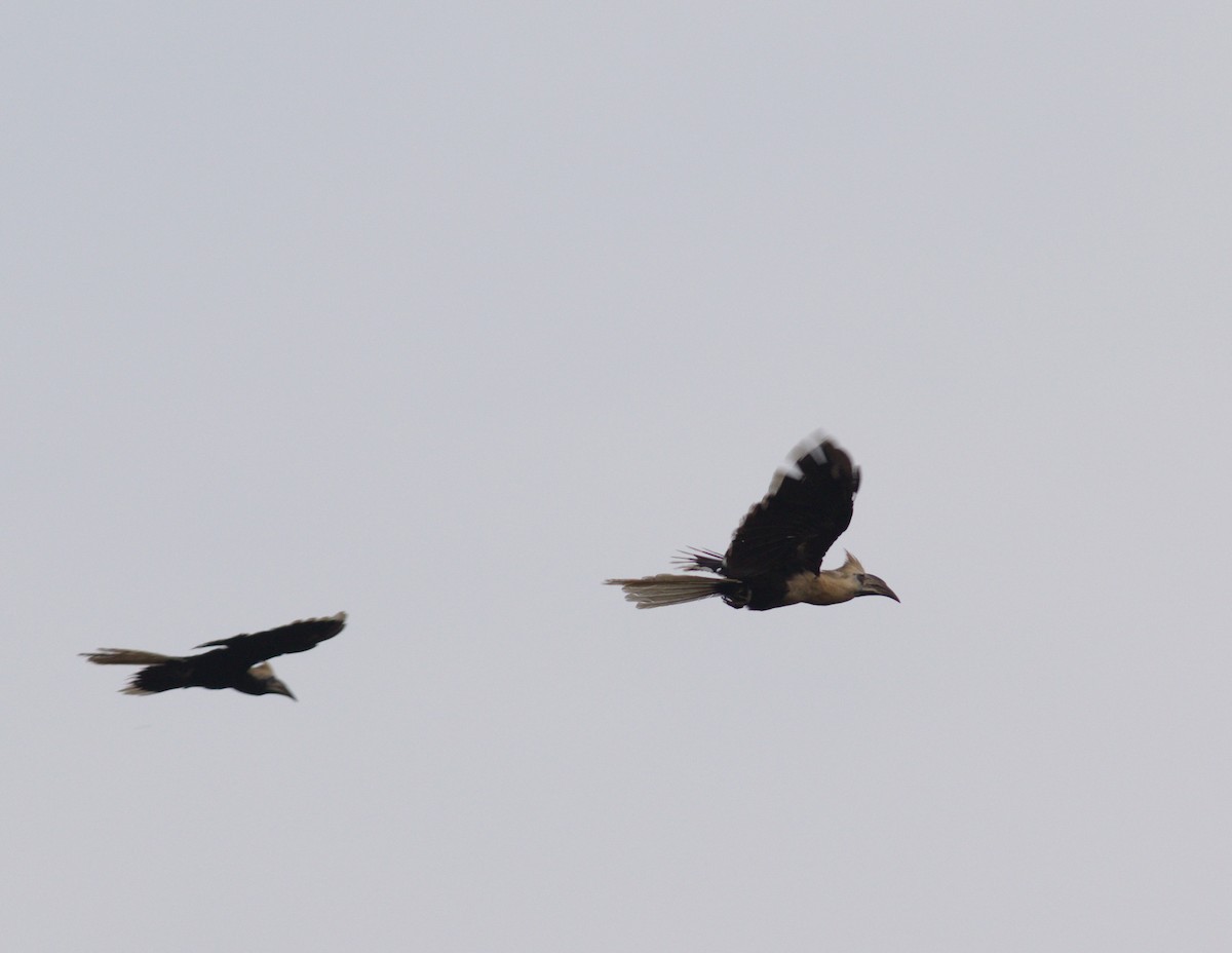 White-crowned Hornbill - ML150925721