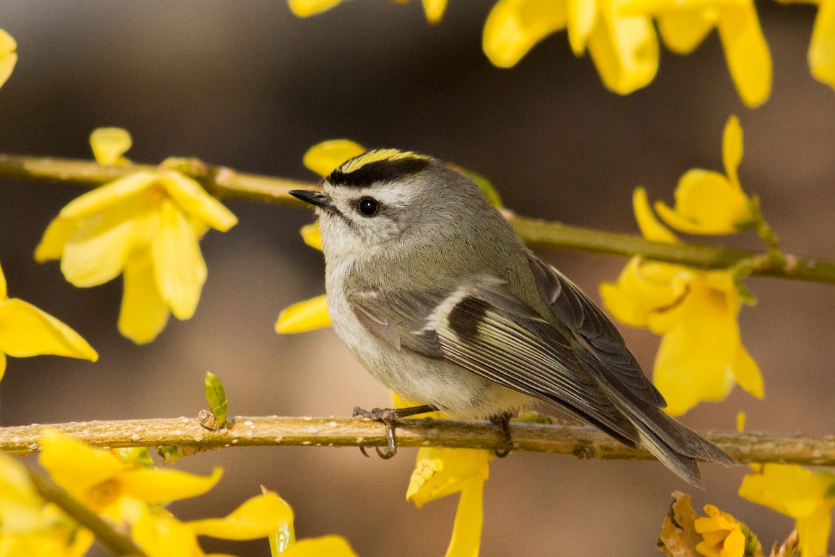 Golden-crowned Kinglet - August Davidson-Onsgard